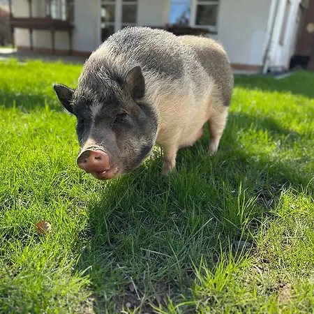 Apartment Hinkelshof - Als - Selbstversorgerküche&aufenthaltsräume - Südeifel, Mullerthal, Vianden *