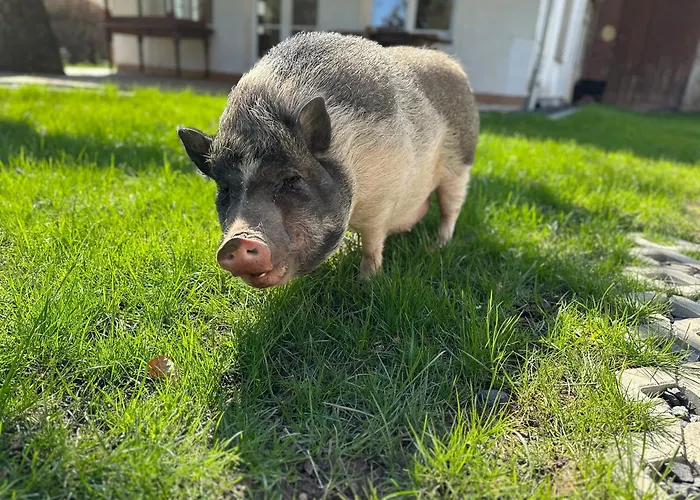 Apartamento Hinkelshof - Als - Selbstversorgerkueche & Aufenthaltsraeume - Suedeifel, Mullerthal, Vianden *